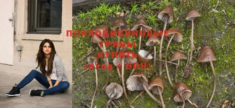 hydra ТОР  Камешково  Галлюциногенные грибы MAGIC MUSHROOMS 